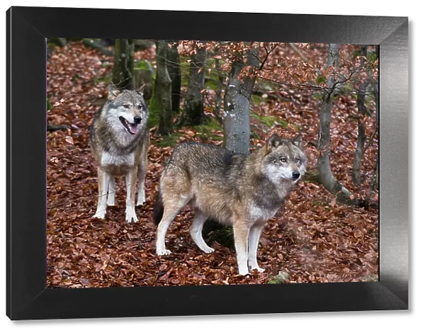 Portrait of two gray wolves, Canis lupus, in fallen leaves in a forest. Bayerischer Wald National Park, Bavaria, Germany