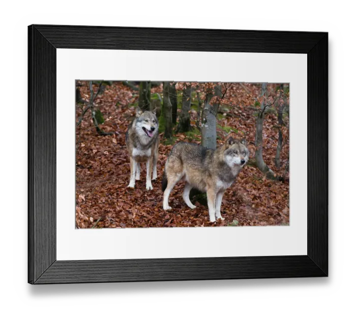 Framed Print : Portrait of two gray wolves, Canis lupus, in fallen leaves in a forest. Bayerischer Wald National Park, Bavaria, Germany Framed Print : Portrait of two gray wolves, Canis lupus, in fallen leaves in a forest. Bayerischer Wald National Park, Bavaria, Germany