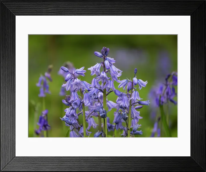 Framed Print : Ireland, Killarney National Park. Close-up of bluebell flowers Framed Print : Ireland, Killarney National Park. Close-up of bluebell flowers