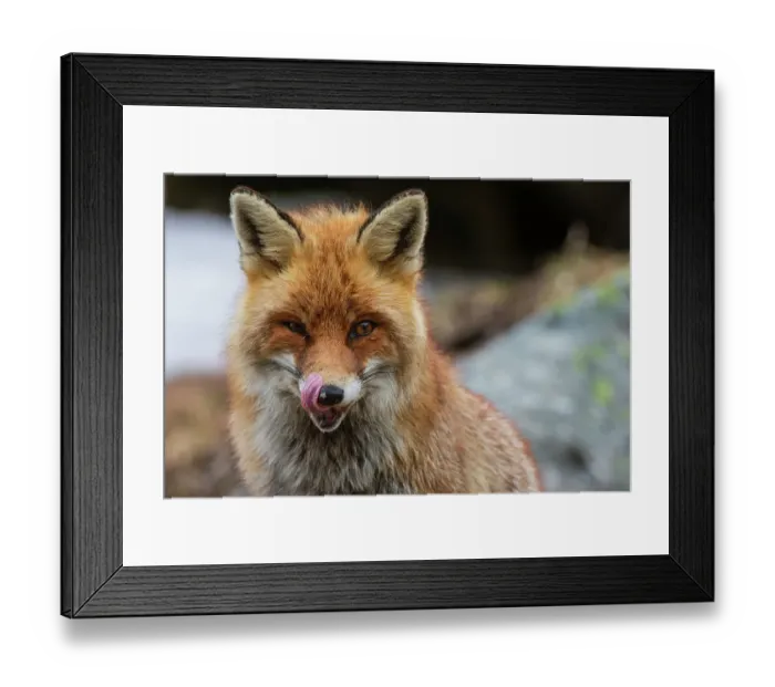 Framed Print : Close-up portrait of a red fox, Vulpes vulpes. looking at the camera. Aosta, Valsavarenche, Gran Paradiso National Park, Italy Framed Print : Close-up portrait of a red fox, Vulpes vulpes. looking at the camera. Aosta, Valsavarenche, Gran Paradiso National Park, Italy