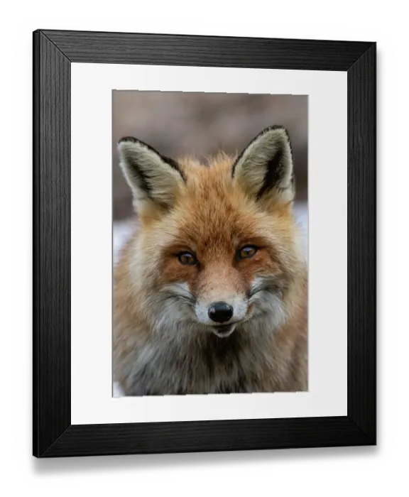 Framed Print : Close-up portrait of a red fox, Vulpes vulpes. looking at the camera. Aosta, Valsavarenche, Gran Paradiso National Park, Italy