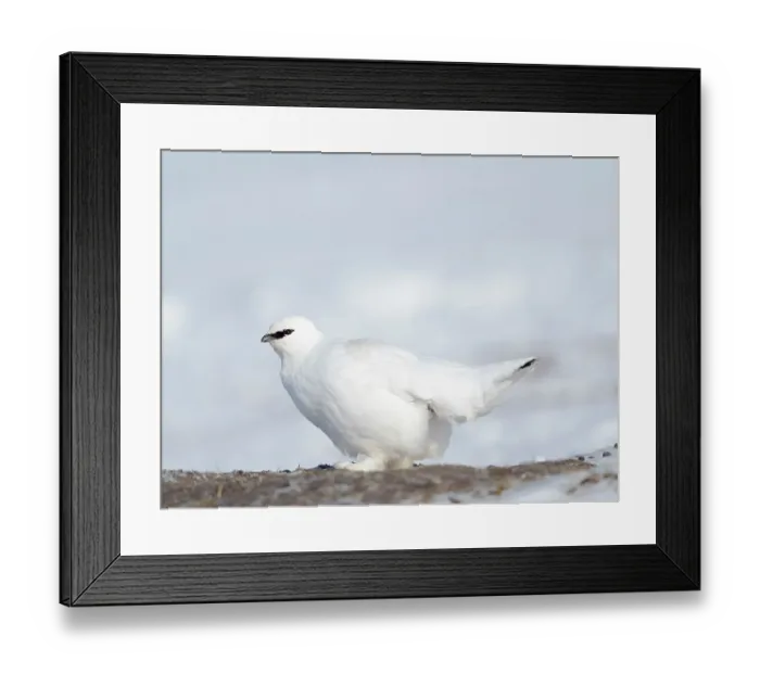 Framed Print : Rock Ptarmigan, during winter in the tundra of Svalbard in Van Mijenfjorden National Park. Arctic Region, Scandinavia, Norway, Svalbard