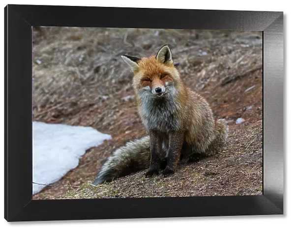 A red fox, Vulpes vulpes. looking at the camera. Aosta, Valsavarenche, Gran Paradiso National Park, Italy