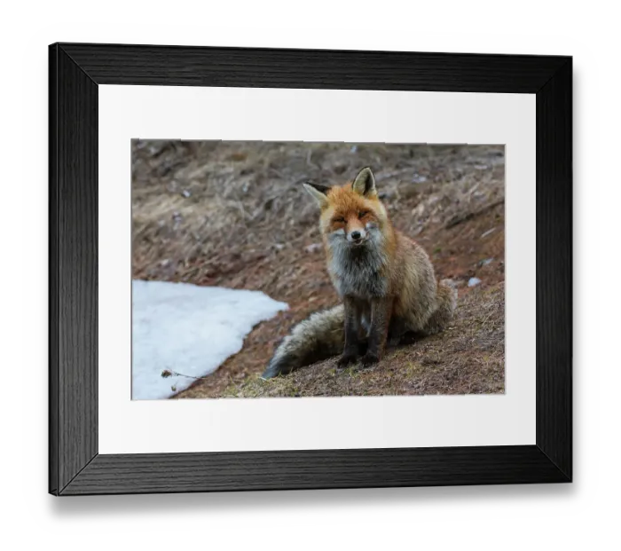 Framed Print : A red fox, Vulpes vulpes. looking at the camera. Aosta, Valsavarenche, Gran Paradiso National Park, Italy Framed Print : A red fox, Vulpes vulpes. looking at the camera. Aosta, Valsavarenche, Gran Paradiso National Park, Italy