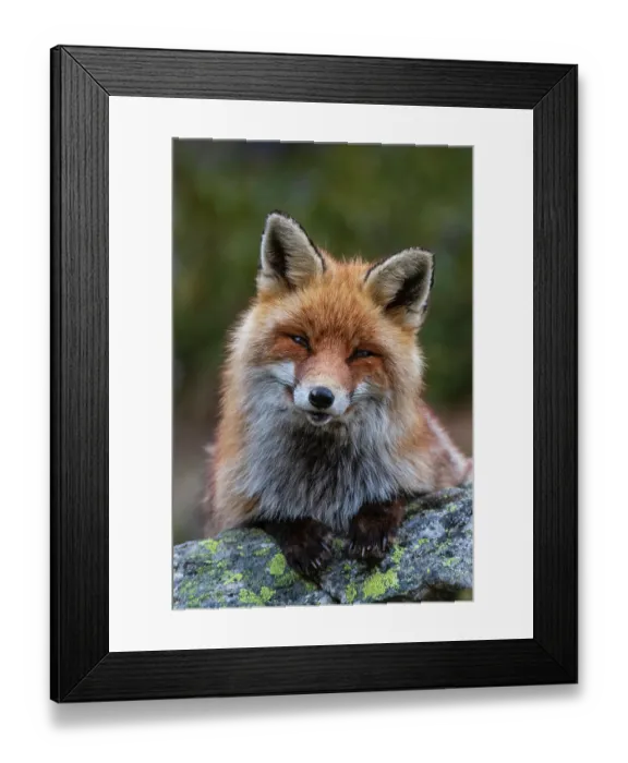 Framed Print : A red fox, Vulpes vulpes, sitting on a rock and looking at the camera. Aosta, Valsavarenche, Gran Paradiso National Park, Italy Framed Print : A red fox, Vulpes vulpes, sitting on a rock and looking at the camera. Aosta, Valsavarenche, Gran Paradiso National Park, Italy