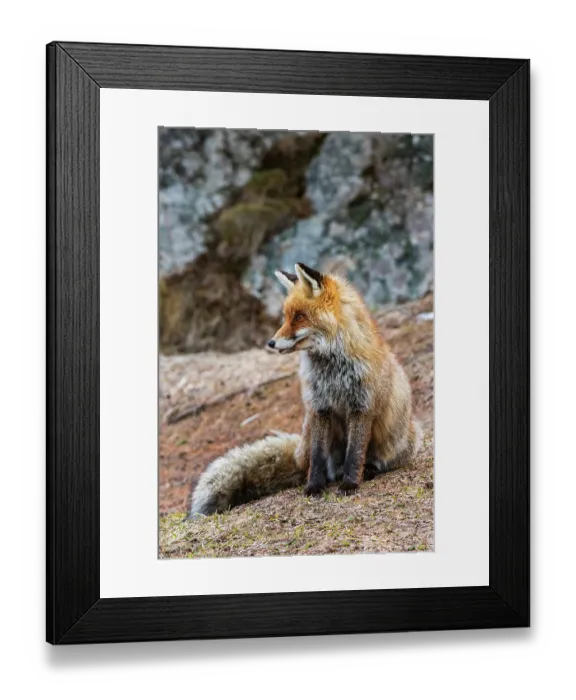 Framed Print : A red fox, Vulpes vulpes. looking at the distance. Aosta, Valsavarenche, Gran Paradiso National Park, Italy