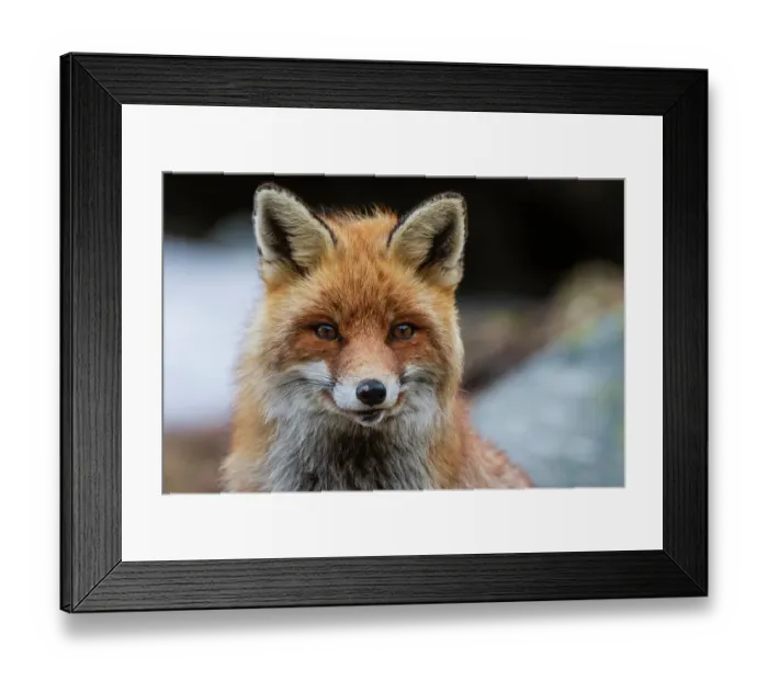Framed Print : Close-up portrait of a red fox, Vulpes vulpes. looking at the camera. Aosta, Valsavarenche, Gran Paradiso National Park, Italy