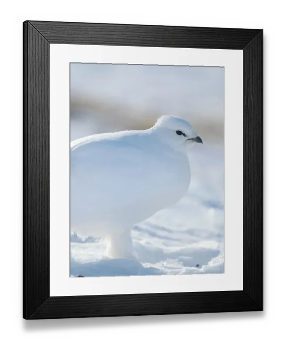 Framed Print : Rock Ptarmigan, during winter in the tundra of Svalbard in Van Mijenfjorden National Park. Arctic Region, Scandinavia, Norway, Svalbard Framed Print : Rock Ptarmigan, during winter in the tundra of Svalbard in Van Mijenfjorden National Park. Arctic Region, Scandinavia, Norway, Svalbard
