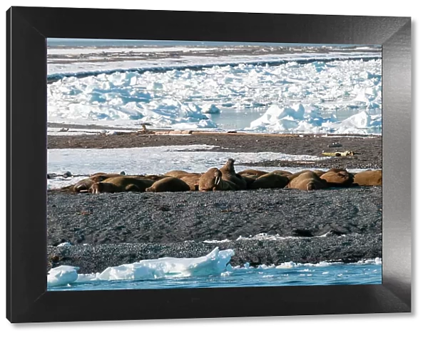 A walrus colony basks on a strip of land amid ice floe in the Arctic. Moffen, Svalbard, Norway