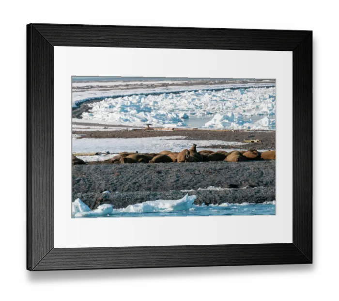Framed Print : A walrus colony basks on a strip of land amid ice floe in the Arctic. Moffen, Svalbard, Norway