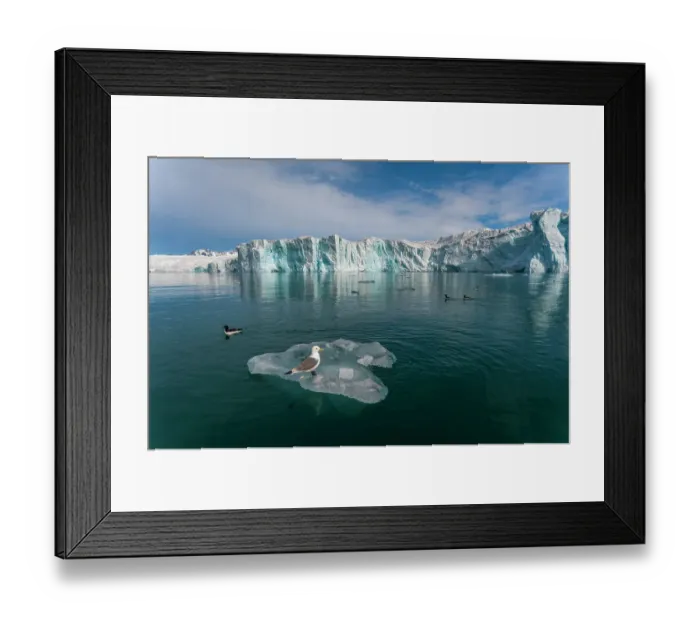 Framed Print : Sea gulls on ice floe in arctic waters fronting Lilliehook Glacier. Lilliehookfjorden, Spitsbergen Island, Svalbard, Norway