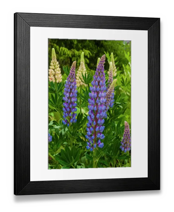 Framed Print : Purple spikes of Russell lupine grow along Trollstigen, Rauma, Norway Framed Print : Purple spikes of Russell lupine grow along Trollstigen, Rauma, Norway