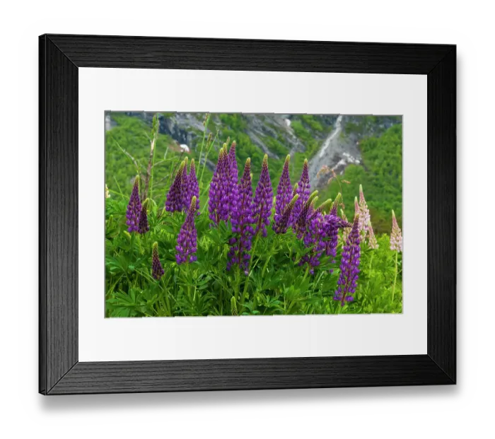 Framed Print : Purple and peach spikes of Russell lupine grow along Trollstigen, Rauma, Norway