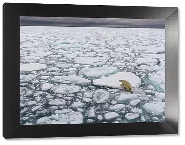 A polar bear, Ursus maritimus, walking the melting sea ice. North polar ice cap, Arctic Ocean