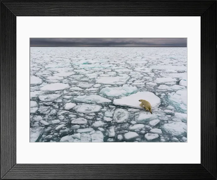 Framed Print : A polar bear, Ursus maritimus, walking the melting sea ice. North polar ice cap, Arctic Ocean Framed Print : A polar bear, Ursus maritimus, walking the melting sea ice. North polar ice cap, Arctic Ocean