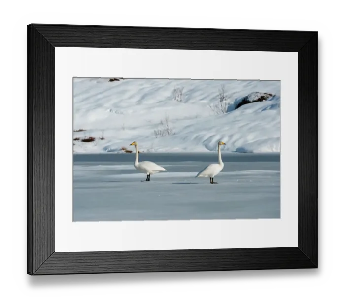 Framed Print : Two whooper swans, Cygnus cygnus, on snowy and icy Ostadvatnet Lake. Ostadvatnet Lake, Lofoten Islands, Nordland, Norway Framed Print : Two whooper swans, Cygnus cygnus, on snowy and icy Ostadvatnet Lake. Ostadvatnet Lake, Lofoten Islands, Nordland, Norway