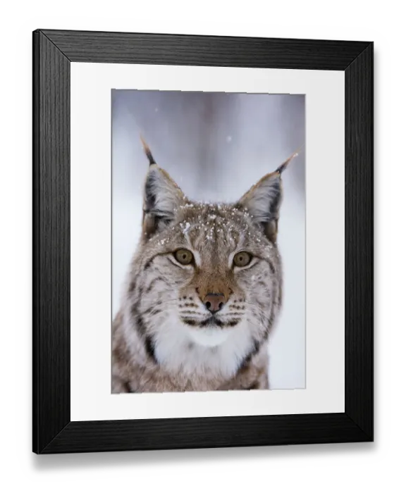 Framed Print : Close-up portrait of a European lynx. Polar Park, Bardu, Troms, Norway