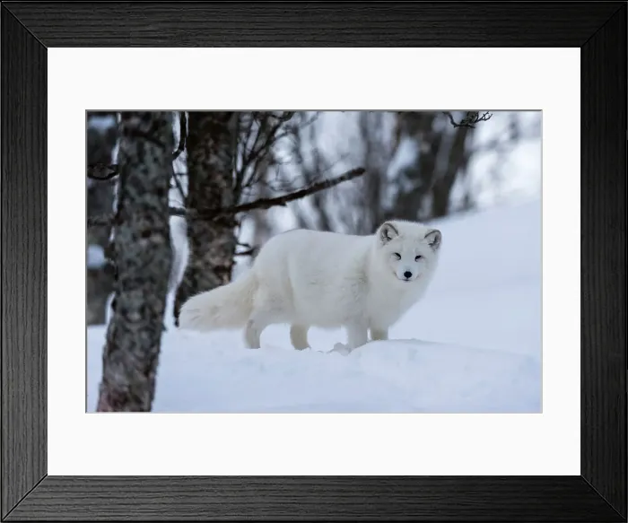 Framed Print : Portrait of an arctic fox, Vulpes lagopus, in the snow. Polar Park, Bardu, Troms, Norway Framed Print : Portrait of an arctic fox, Vulpes lagopus, in the snow. Polar Park, Bardu, Troms, Norway