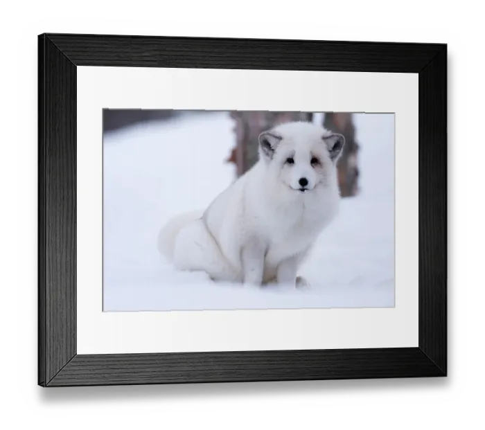 Framed Print : Portrait of an arctic fox, Vulpes lagopus, in the snow. Polar Park, Bardu, Troms, Norway Framed Print : Portrait of an arctic fox, Vulpes lagopus, in the snow. Polar Park, Bardu, Troms, Norway