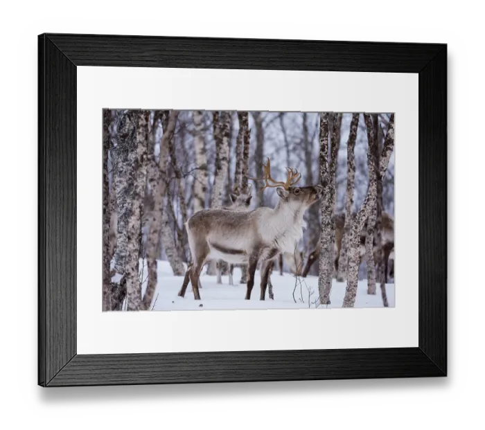 Framed Print : A reindeer, Rangifer tarandus, in a snowy forest. Bardu, Troms, Norway Framed Print : A reindeer, Rangifer tarandus, in a snowy forest. Bardu, Troms, Norway