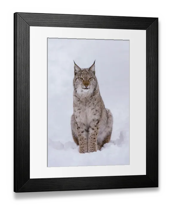 Framed Print : Portrait of a European lynx, sitting in the snow. Polar Park, Bardu, Troms, Norway Framed Print : Portrait of a European lynx, sitting in the snow. Polar Park, Bardu, Troms, Norway