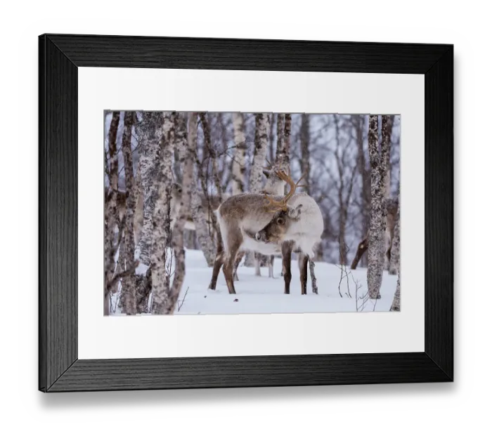 Framed Print : A reindeer, Rangifer tarandus, in a snowy forest. Bardu, Troms, Norway Framed Print : A reindeer, Rangifer tarandus, in a snowy forest. Bardu, Troms, Norway