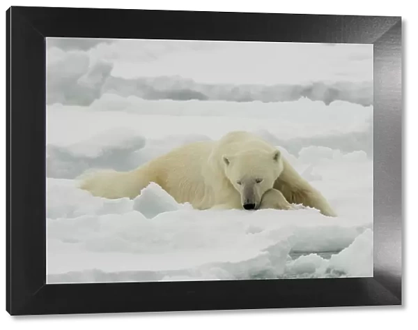 A resting polar bear, Ursus maritimus. North polar ice cap, Arctic Ocean