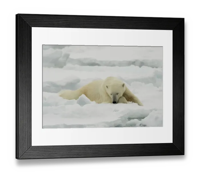 Framed Print : A resting polar bear, Ursus maritimus. North polar ice cap, Arctic Ocean
