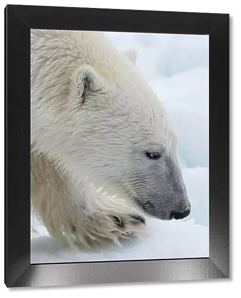 Close-up of a polar bear, Ursus maritimus, on the North polar ice pack. Arctic Ocean