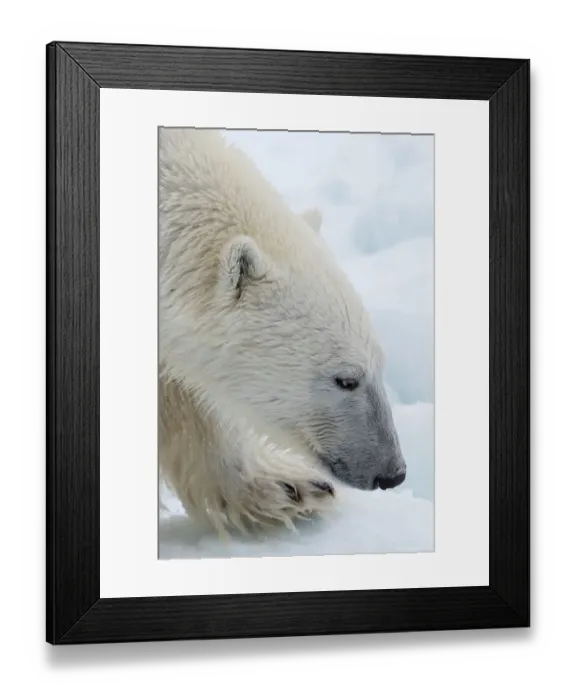 Framed Print : Close-up of a polar bear, Ursus maritimus, on the North polar ice pack. Arctic Ocean