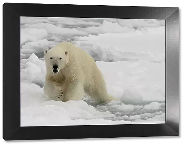 A polar bear, Ursus maritimus. North polar ice cap, Arctic Ocean