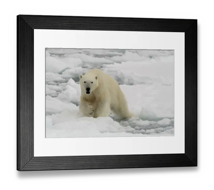 Framed Print : A polar bear, Ursus maritimus. North polar ice cap, Arctic Ocean Framed Print : A polar bear, Ursus maritimus. North polar ice cap, Arctic Ocean