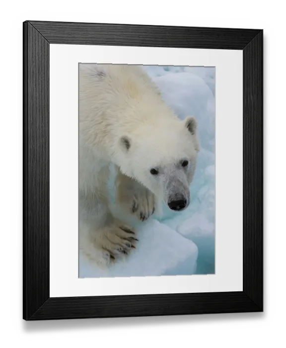 Framed Print : A polar bear, Ursus maritimus. North polar ice cap, Arctic Ocean