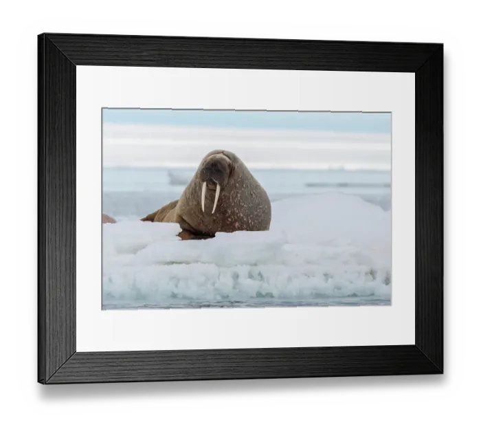 Framed Print : An Atlantic walrus, Odobenus rosmarus, resting on the ice. Svalbard, Norway Framed Print : An Atlantic walrus, Odobenus rosmarus, resting on the ice. Svalbard, Norway