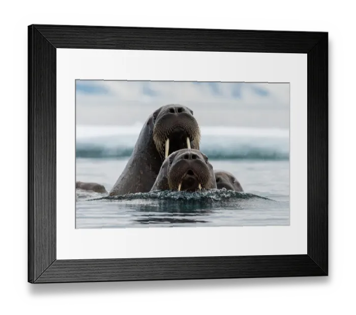 Framed Print : Atlantic walruses, Odobenus rosmarus, in Arctic water. Nordaustlandet, Svalbard, Norway Framed Print : Atlantic walruses, Odobenus rosmarus, in Arctic water. Nordaustlandet, Svalbard, Norway