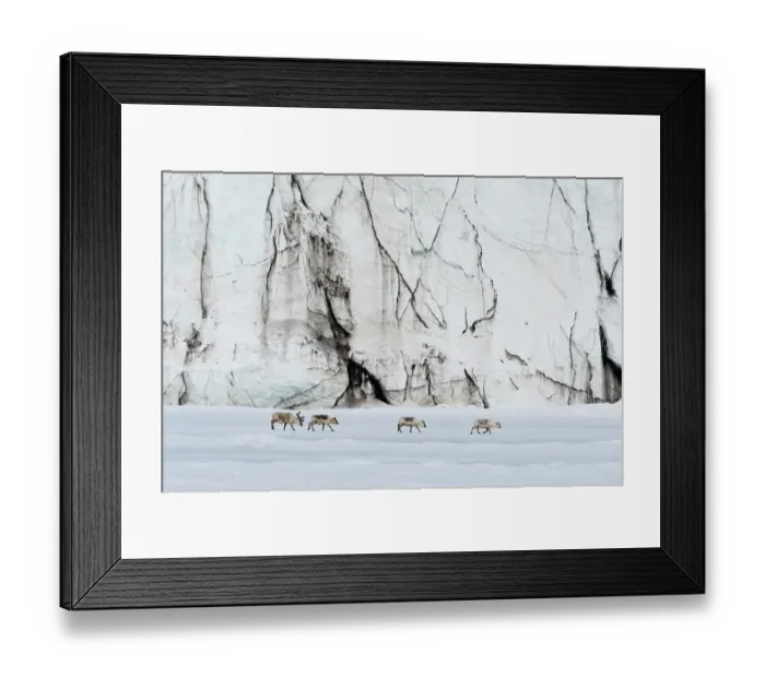 Framed Print : Svalbard reindeer, Rangifer tarandus, walk along a glacier front. Svalbard, Norway Framed Print : Svalbard reindeer, Rangifer tarandus, walk along a glacier front. Svalbard, Norway
