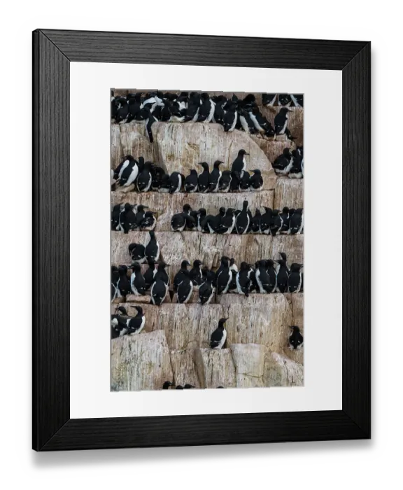 Framed Print : Alkefjellet cliffs full of breeding Brunnich's guillemots, Uria lomvia. Nordaustlandet, Svalbard, Norway Framed Print : Alkefjellet cliffs full of breeding Brunnich's guillemots, Uria lomvia. Nordaustlandet, Svalbard, Norway