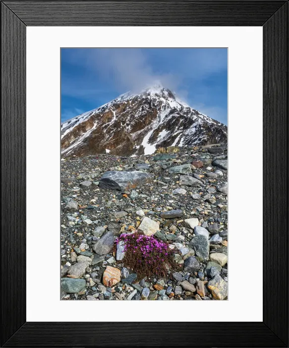 Framed Print : Purple Saxifrage (Saxifraga oppositifolia) in bloom. Svalbard, Norway Framed Print : Purple Saxifrage (Saxifraga oppositifolia) in bloom. Svalbard, Norway