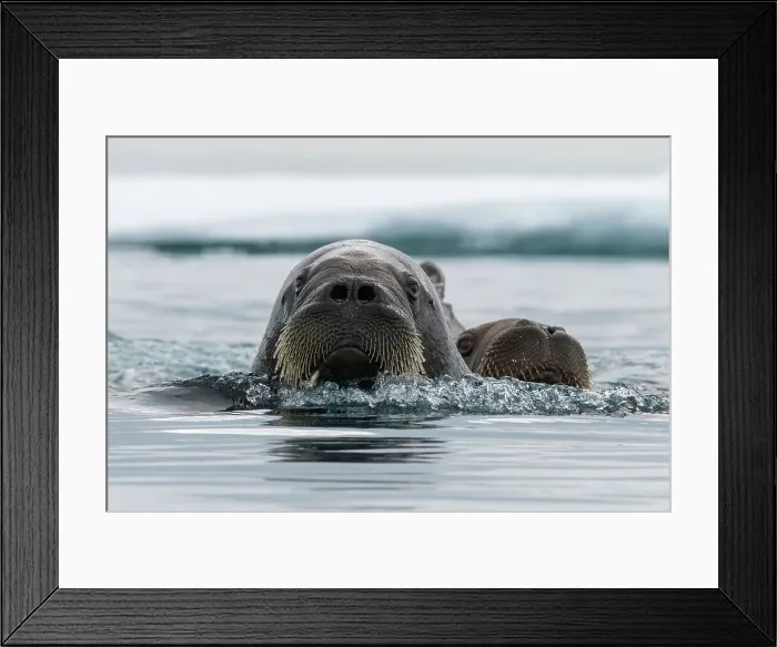 Framed Print : Atlantic walruses, Odobenus rosmarus, in Arctic water. Nordaustlandet, Svalbard, Norway
