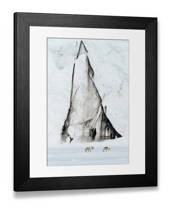 Framed Print : Svalbard reindeer, Rangifer tarandus, walk along a glacier front. Svalbard, Norway Framed Print : Svalbard reindeer, Rangifer tarandus, walk along a glacier front. Svalbard, Norway