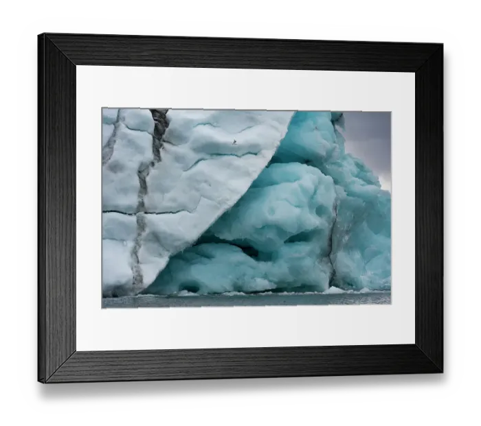Framed Print : A black-legged kittiwake, Rissa tridactyla, flies near an iceberg. Svalbard, Norway Framed Print : A black-legged kittiwake, Rissa tridactyla, flies near an iceberg. Svalbard, Norway
