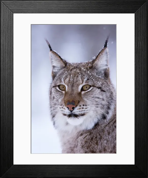 Framed Print : Close-up portrait of a European lynx. Polar Park, Bardu, Troms, Norway Framed Print : Close-up portrait of a European lynx. Polar Park, Bardu, Troms, Norway