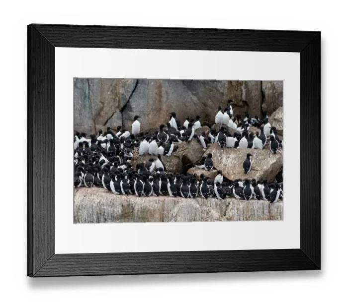Framed Print : Alkefjellet cliffs full of breeding Brunnich's guillemots, Uria lomvia. Nordaustlandet, Svalbard, Norway Framed Print : Alkefjellet cliffs full of breeding Brunnich's guillemots, Uria lomvia. Nordaustlandet, Svalbard, Norway