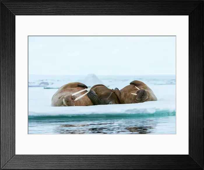 Framed Print : Atlantic walruses, Odobenus rosmarus, resting on ice. Nordaustlandet, Svalbard, Norway