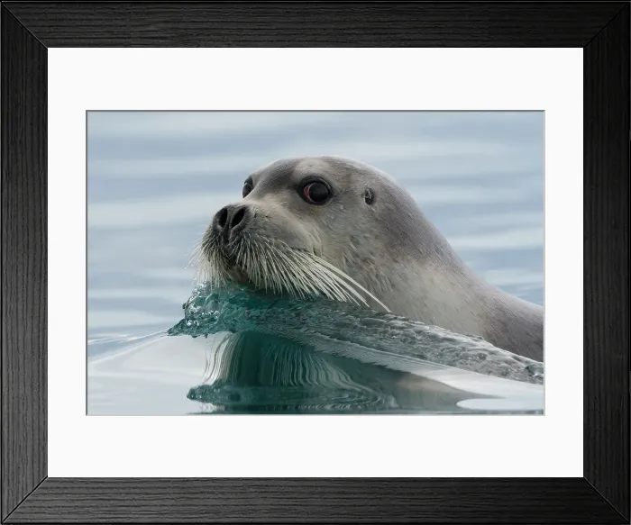 Framed Print : A bearded seal, Erignathus barbatus, swimming in the Arctic waters. Svalbard, Norway