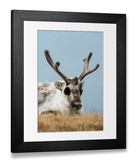 Framed Print : A Svalbard reindeer, Rangifer tarandus, in snowy tundra. Svalbard, Norway Framed Print : A Svalbard reindeer, Rangifer tarandus, in snowy tundra. Svalbard, Norway