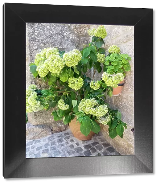 Planter filled with green hydrangeas in the ancient Portuguese village built on the side of a mountain between large boulders with cobblestone streets and houses