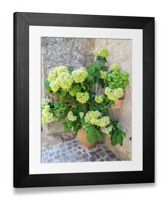 Framed Print : Planter filled with green hydrangeas in the ancient Portuguese village built on the side of a mountain between large boulders with cobblestone streets and houses Framed Print : Planter filled with green hydrangeas in the ancient Portuguese village built on the side of a mountain between large boulders with cobblestone streets and houses