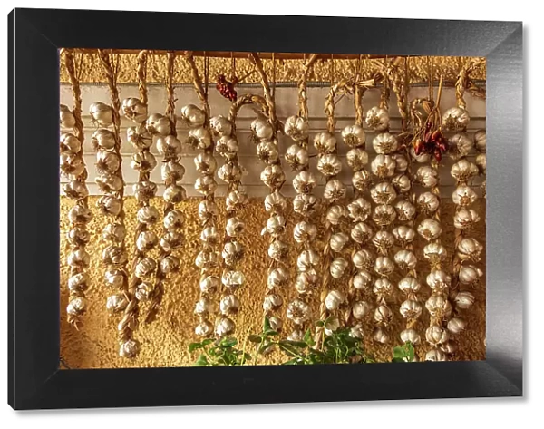 Romania, Carpathian Mountains, Prahova County, Sinaia. Braids of Garlic drying