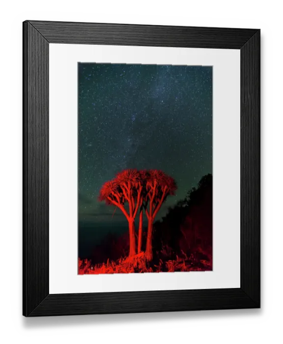 Framed Print : A Dragon tree, Dracaena draco, under a starry sky. La Palma Island, Canary Islands, Spain Framed Print : A Dragon tree, Dracaena draco, under a starry sky. La Palma Island, Canary Islands, Spain